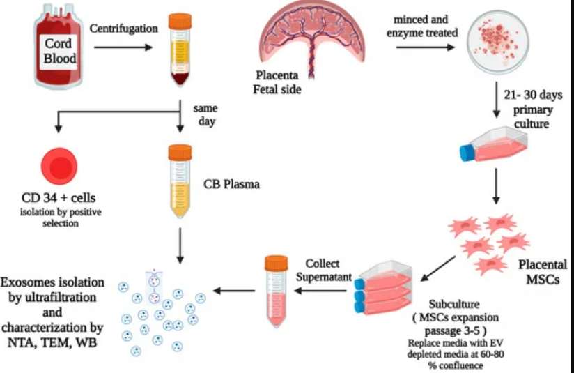 The Role of Cord Blood in Personalized Cancer Treatment