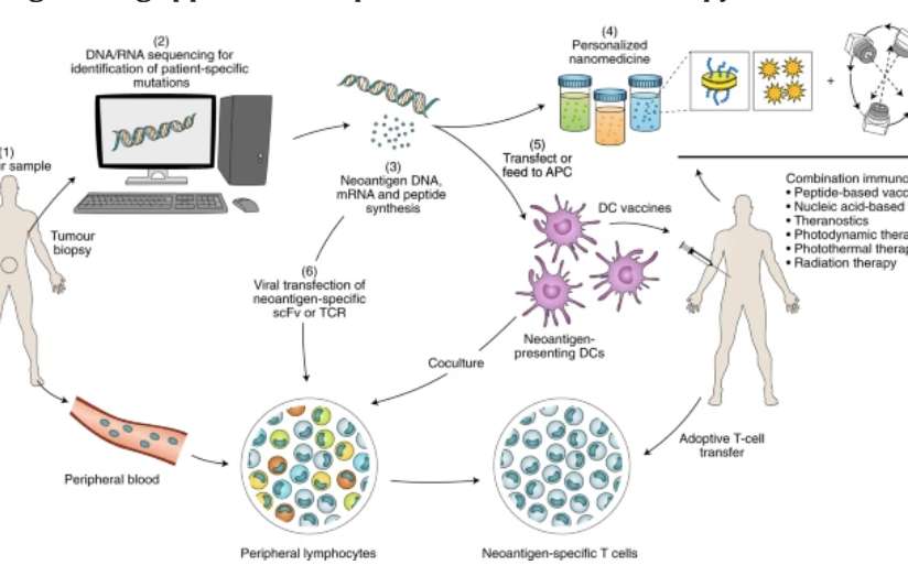 The Role of Cord Blood in Personalized Cancer Treatment